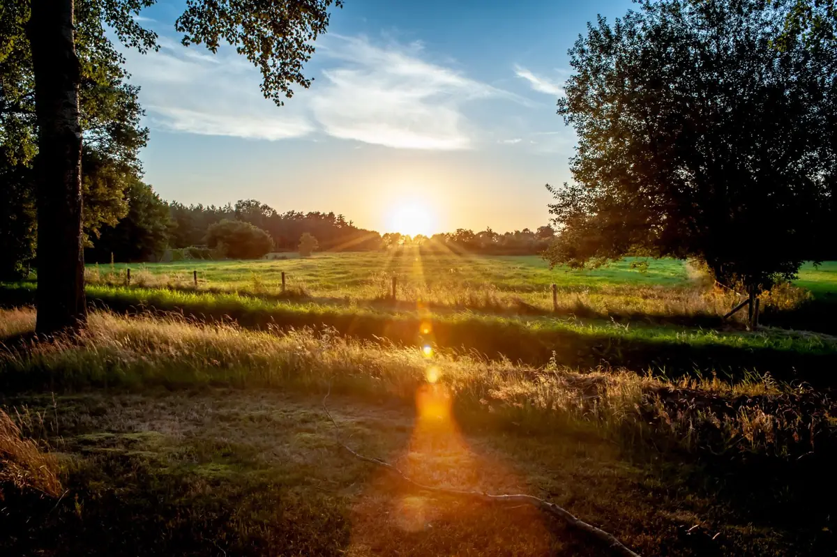 Een groene weide met bomen in warm avondlicht