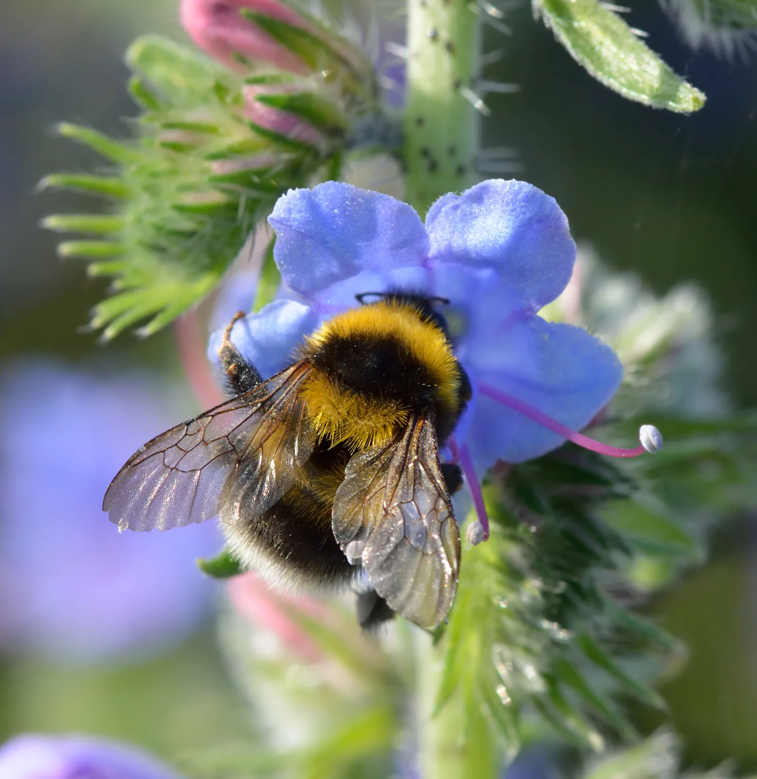 Een hommel bezoekt een blauwe bloem