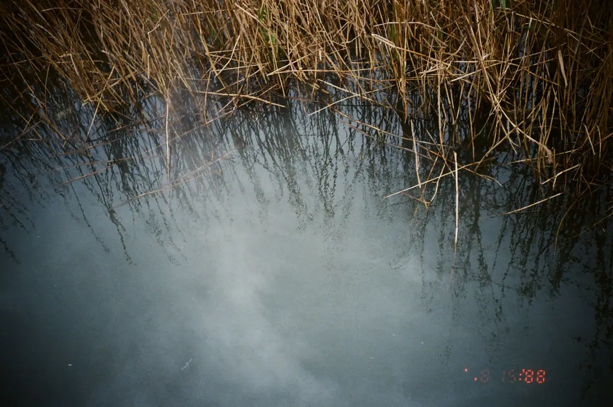 Riet langs een rustige waterpartij