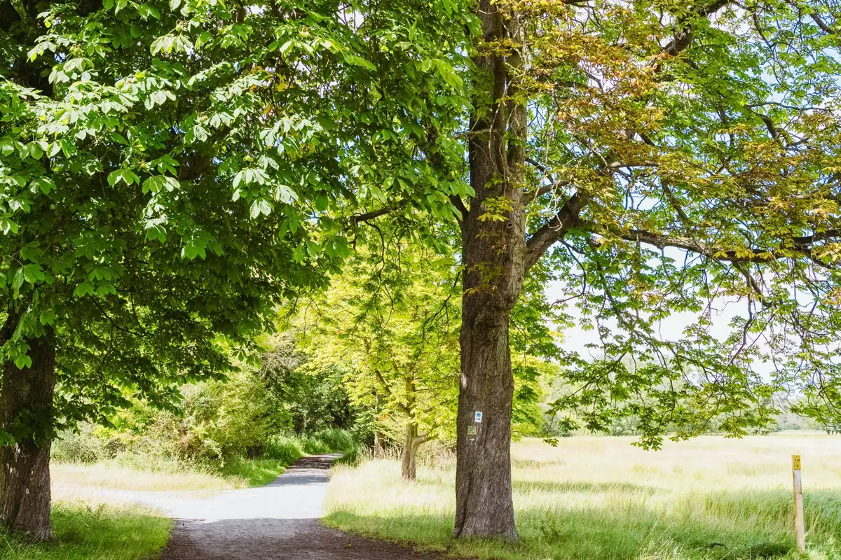 Een groen pad langs bomen en gras