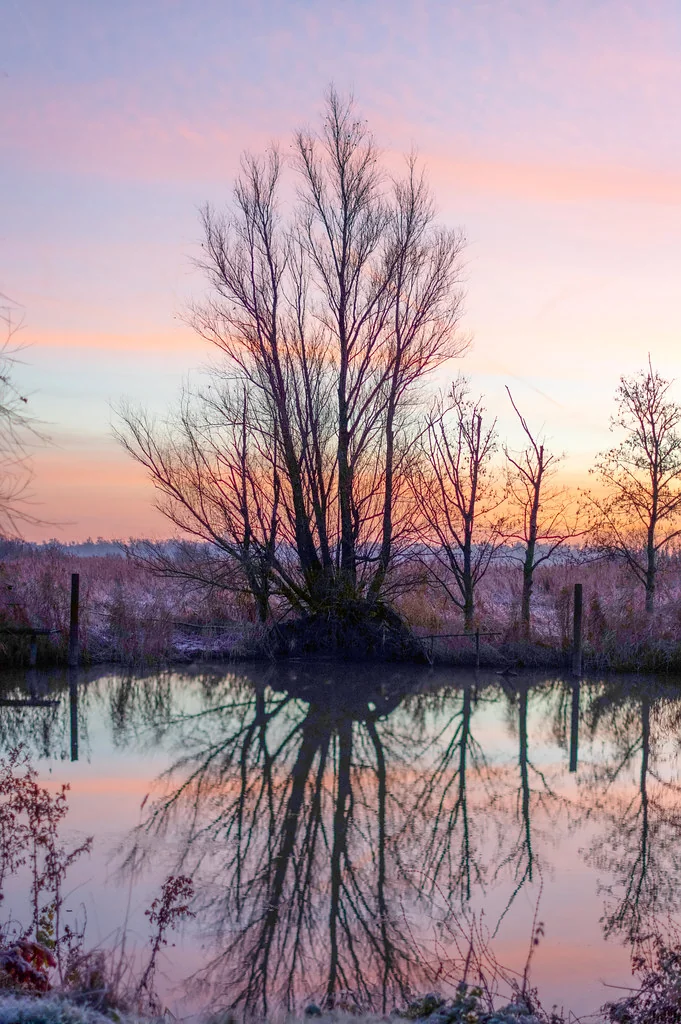 Kale bomen langs een watergang onder een roze ochtendhemel