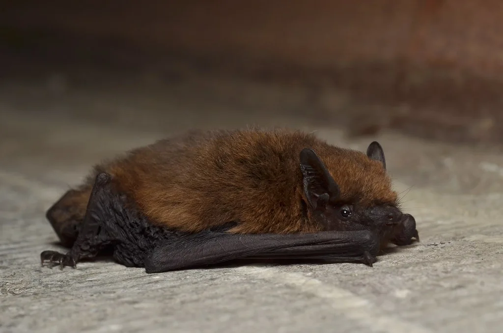 Een bruine vleermuis met gevouwen vleugels op een stenen ondergrond